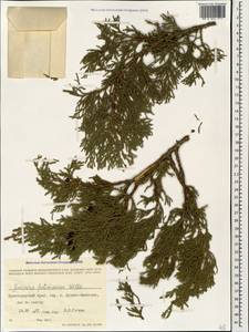 Juniperus foetidissima Willd., Caucasus, Black Sea Shore (from Novorossiysk to Adler) (K3) (Russia)