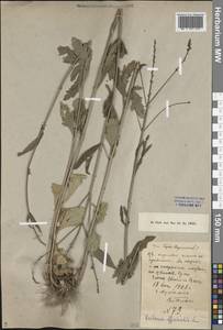 Verbena officinalis L., Middle Asia, Muyunkumy, Balkhash & Betpak-Dala (M9) (Kazakhstan)