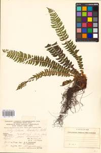 Polystichum lonchitis (L.) Roth, Eastern Europe, West Ukrainian region (E13) (Ukraine)