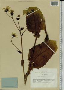 Crepis sibirica L., Siberia, Altai & Sayany Mountains (S2) (Russia)