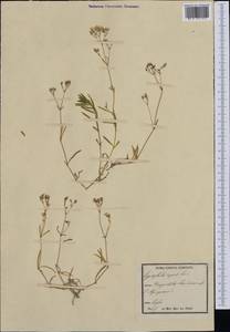 Gypsophila repens L., Western Europe (EUR) (Italy)