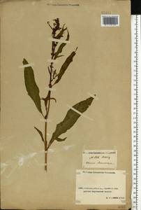 Rumex, Middle Asia, Caspian Ustyurt & Northern Aralia (M8) (Kazakhstan)