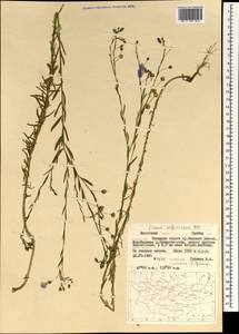 Linum nutans Maxim., Mongolia (MONG) (Mongolia)