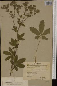 Potentilla recta subsp. pilosa (Willd.) Jáv., Western Europe (EUR) (Germany)