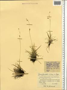 Carex capillaris subsp. fuscidula (V.I.Krecz. ex T.V.Egorova) Á.Löve & D.Löve, Siberia, Yakutia (S5) (Russia)