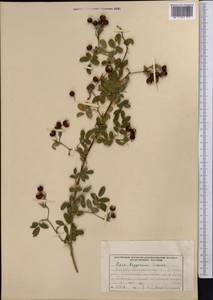 Rosa beggeriana Schrenk, Middle Asia, Western Tian Shan & Karatau (M3) (Uzbekistan)