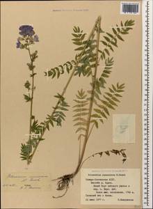 Polemonium caucasicum N. Busch, Caucasus, North Ossetia, Ingushetia & Chechnya (K1c) (Russia)