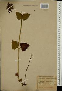 Betonica macrantha K.Koch, Caucasus, Abkhazia (K4a) (Abkhazia)