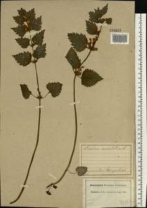 Lamium maculatum (L.) L., Eastern Europe, Central forest region (E5) (Russia)