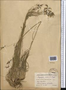 Piptatherum songaricum (Trin. & Rupr.) Roshev., Middle Asia, Western Tian Shan & Karatau (M3) (Kyrgyzstan)