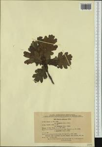 Quercus pubescens Willd. , nom. cons., Western Europe (EUR) (Romania)