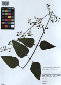 Scrophularia nodosa L., Siberia, Altai & Sayany Mountains (S2) (Russia)