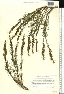 Artemisia salsoloides Willd., Eastern Europe, Eastern region (E10) (Russia)