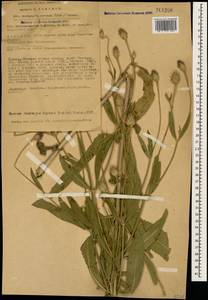 Cephalaria syriaca (L.) Schrad., Caucasus, Georgia (K4) (Georgia)