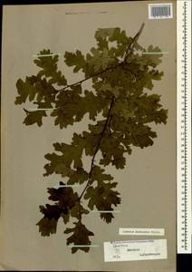 Quercus pubescens Willd., Caucasus, Dagestan (K2) (Russia)