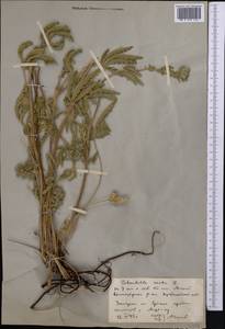 Potentilla recta L., Middle Asia, Northern & Central Kazakhstan (M10) (Kazakhstan)