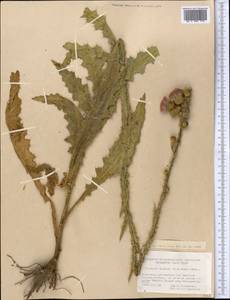 Cirsium alatum (S. G. Gmel.) Bobrov, Middle Asia, Western Tian Shan & Karatau (M3) (Kazakhstan)