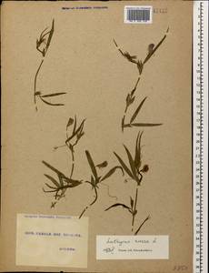 Lathyrus cicera L., Caucasus, Georgia (K4) (Georgia)