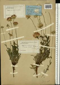 Jurinea mollis (L.) Rchb., Eastern Europe, South Ukrainian region (E12) (Ukraine)