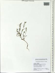 Chaenorhinum minus, Eastern Europe, Central forest-and-steppe region (E6) (Russia)