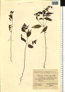 Melampyrum setaceum (Maxim. ex Palib.) Nakai, Siberia, Russian Far East (S6) (Russia)