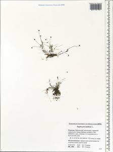 Sagina procumbens, Siberia, Baikal & Transbaikal region (S4) (Russia)