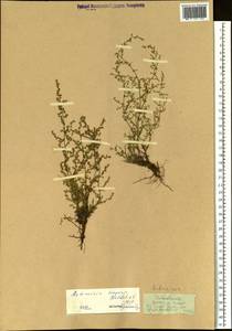 Artemisia scoparia Waldst. & Kit., Siberia (no precise locality) (S0) (Russia)