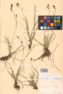 Carex sempervirens Vill., Eastern Europe, West Ukrainian region (E13) (Ukraine)