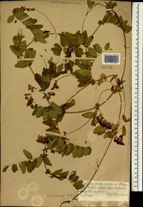 Vicia amoena Fisch. ex Ser., South Asia, South Asia (Asia outside ex-Soviet states and Mongolia) (ASIA) (China)