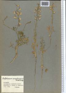 Delphinium camptocarpum Fisch. & C. A. Mey., Middle Asia, Karakum (M6) (Turkmenistan)