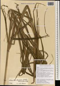 Miscanthus floridulus (Labill.) Warb. ex K.Schum. & Lauterb., South Asia, South Asia (Asia outside ex-Soviet states and Mongolia) (ASIA) (Vietnam)