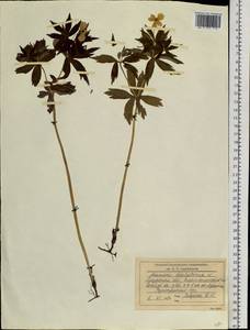 Anemonastrum dichotomum (L.) Mosyakin, Siberia, Russian Far East (S6) (Russia)