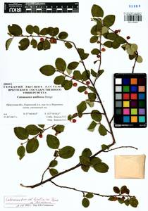 Cotoneaster tjuliniae Pojark. ex Peschkova, Siberia, Baikal & Transbaikal region (S4) (Russia)