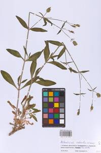 Silene astrachanica (Pacz.) Takht., Eastern Europe, Lower Volga region (E9) (Russia)
