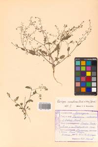 Rorippa austriaca (Crantz) Besser, Siberia, Russian Far East (S6) (Russia)
