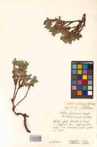Salix berberifolia subsp. berberifolia, Siberia, Russian Far East (S6) (Russia)