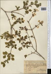 Lonicera, Middle Asia, Western Tian Shan & Karatau (M3) (Kyrgyzstan)
