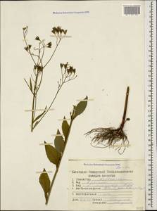 Lapsana communis subsp. intermedia (M. Bieb.) Hayek, Caucasus, Stavropol Krai, Karachay-Cherkessia & Kabardino-Balkaria (K1b) (Russia)