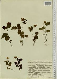Rubus arcticus L., Siberia, Chukotka & Kamchatka (S7) (Russia)