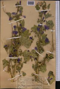 Malva sylvestris L., Middle Asia, Western Tian Shan & Karatau (M3) (Kazakhstan)