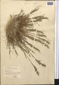 Poa bulbosa L., Middle Asia, Karakum (M6) (Turkmenistan)