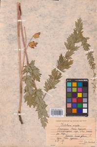 Thalictrum simplex L., Eastern Europe, Eastern region (E10) (Russia)