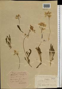Parrya nudicaulis (L.) Regel, Siberia, Yakutia (S5) (Russia)