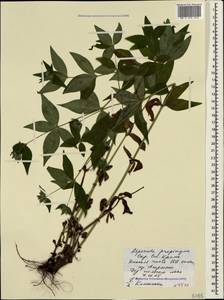 Asperula taurina L., Crimea (KRYM) (Russia)