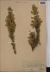 Caragana pleiophylla (Regel)Pojark., Middle Asia, Western Tian Shan & Karatau (M3) (Kazakhstan)