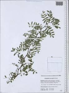 Astragalus norvegicus Grauer, Siberia, Baikal & Transbaikal region (S4) (Russia)