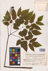 Actaea rubra subsp. rubra, Eastern Europe, Northern region (E1) (Russia)