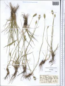 Agropyron, Middle Asia, Northern & Central Tian Shan (M4) (Kyrgyzstan)