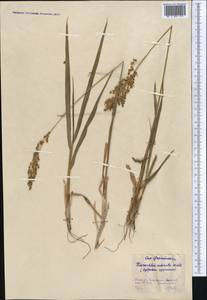 Anthoxanthum nitens (Weber) Y.Schouten & Veldkamp, Middle Asia, Northern & Central Kazakhstan (M10) (Kazakhstan)