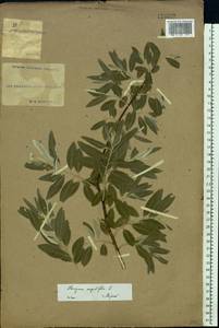 Elaeagnus angustifolia, Eastern Europe, South Ukrainian region (E12) (Ukraine)